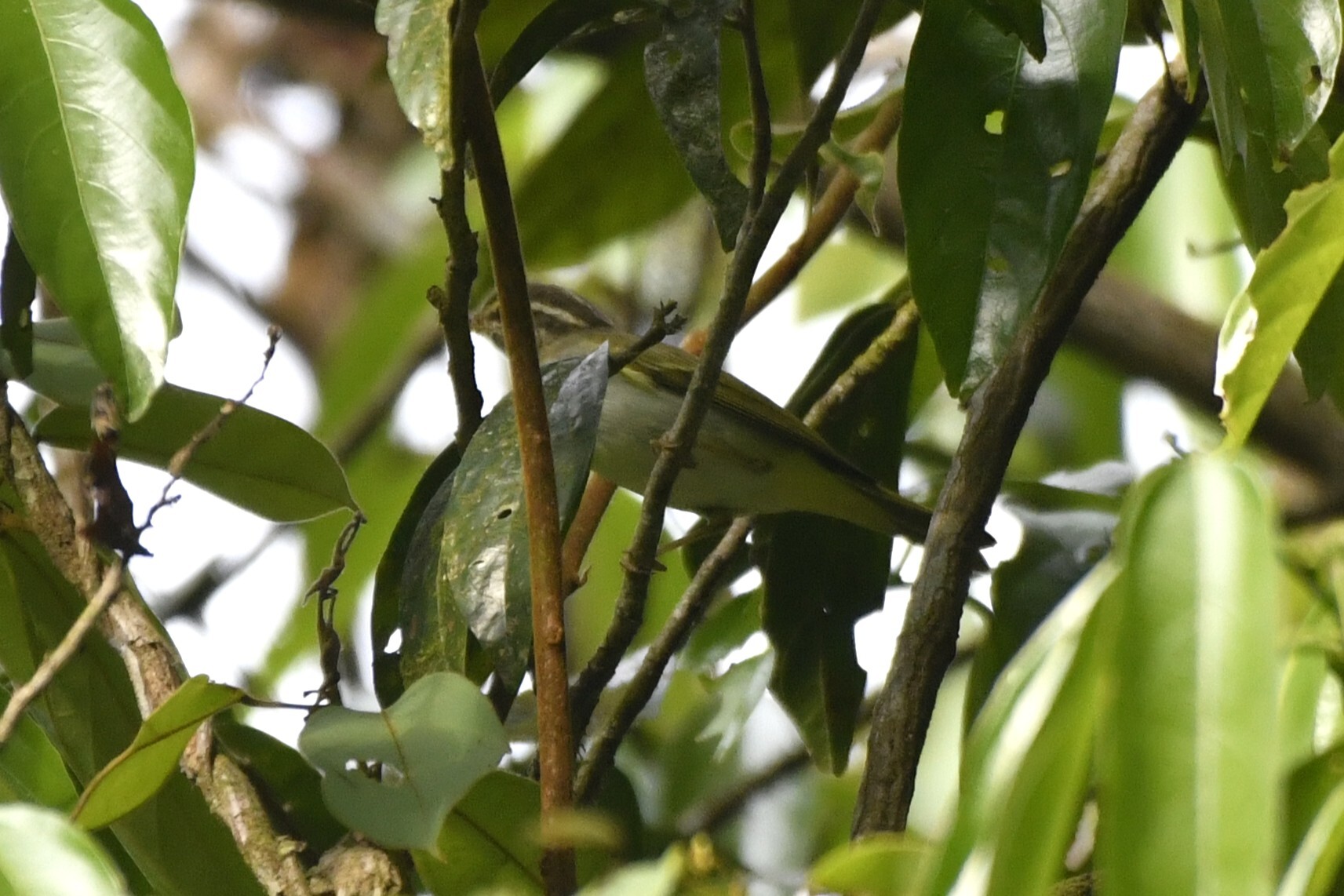 Eastern Crowned Warbler (Phylloscopus coronatus), photo 2