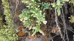 Nolana crassulifolia
