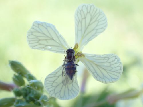 Unknown species found near Bolinas Ridge Trail, Nicasio, CA, US