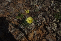 Papaver variegatum