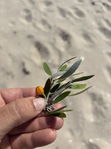 Pittosporum phillyreoides observed 2026-03-21