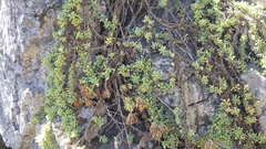 Nolana crassulifolia