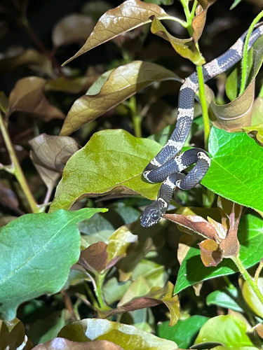 Photo of a Klebba's Snail-Eater (Dipsas klebbai)