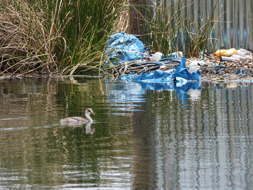 Titicaca Grebe (Rollandia microptera), photo 9