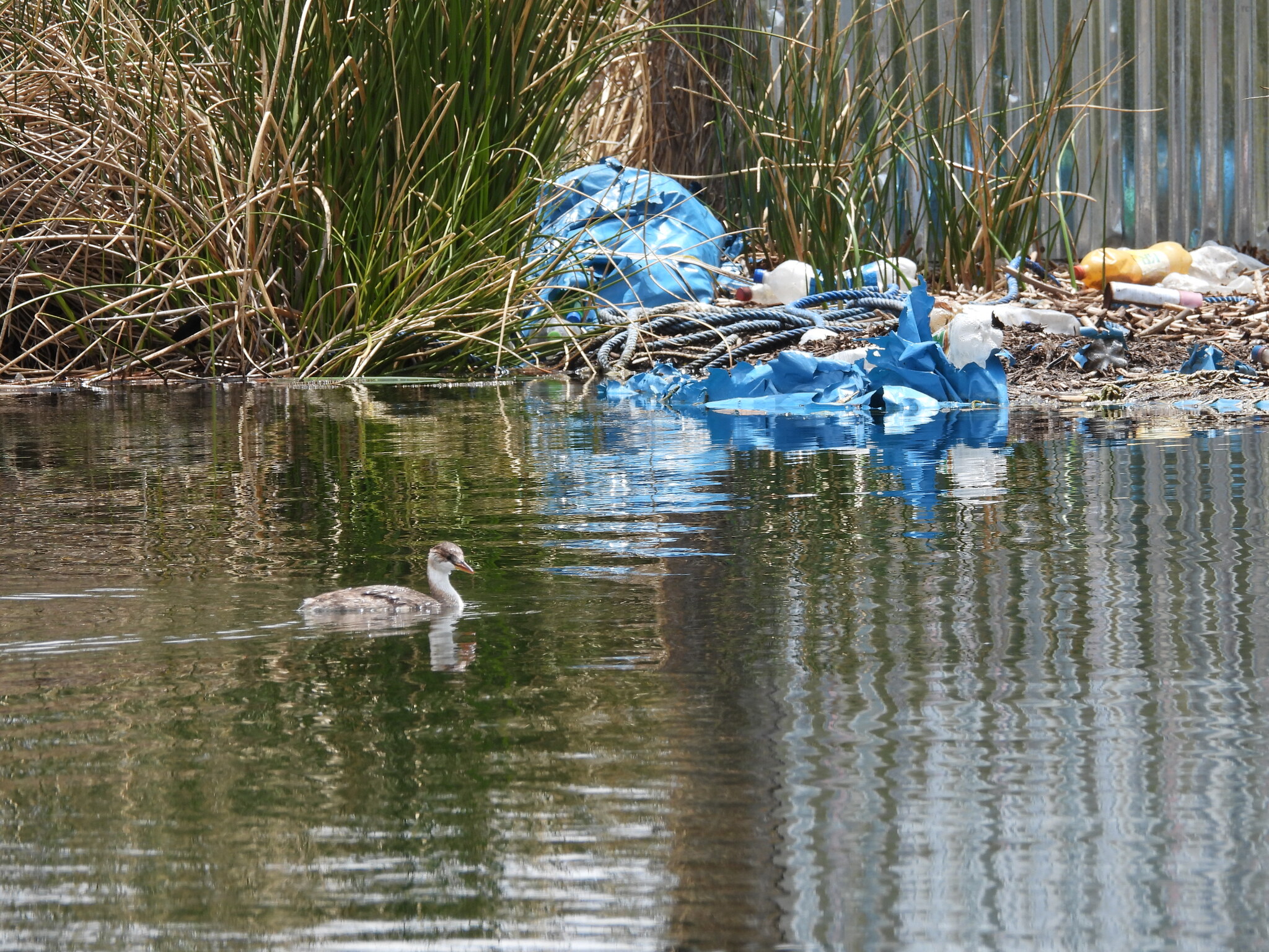 Titicaca Grebe (Rollandia microptera), photo 9