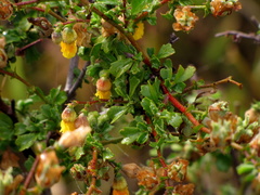 Hermannia cuneifolia