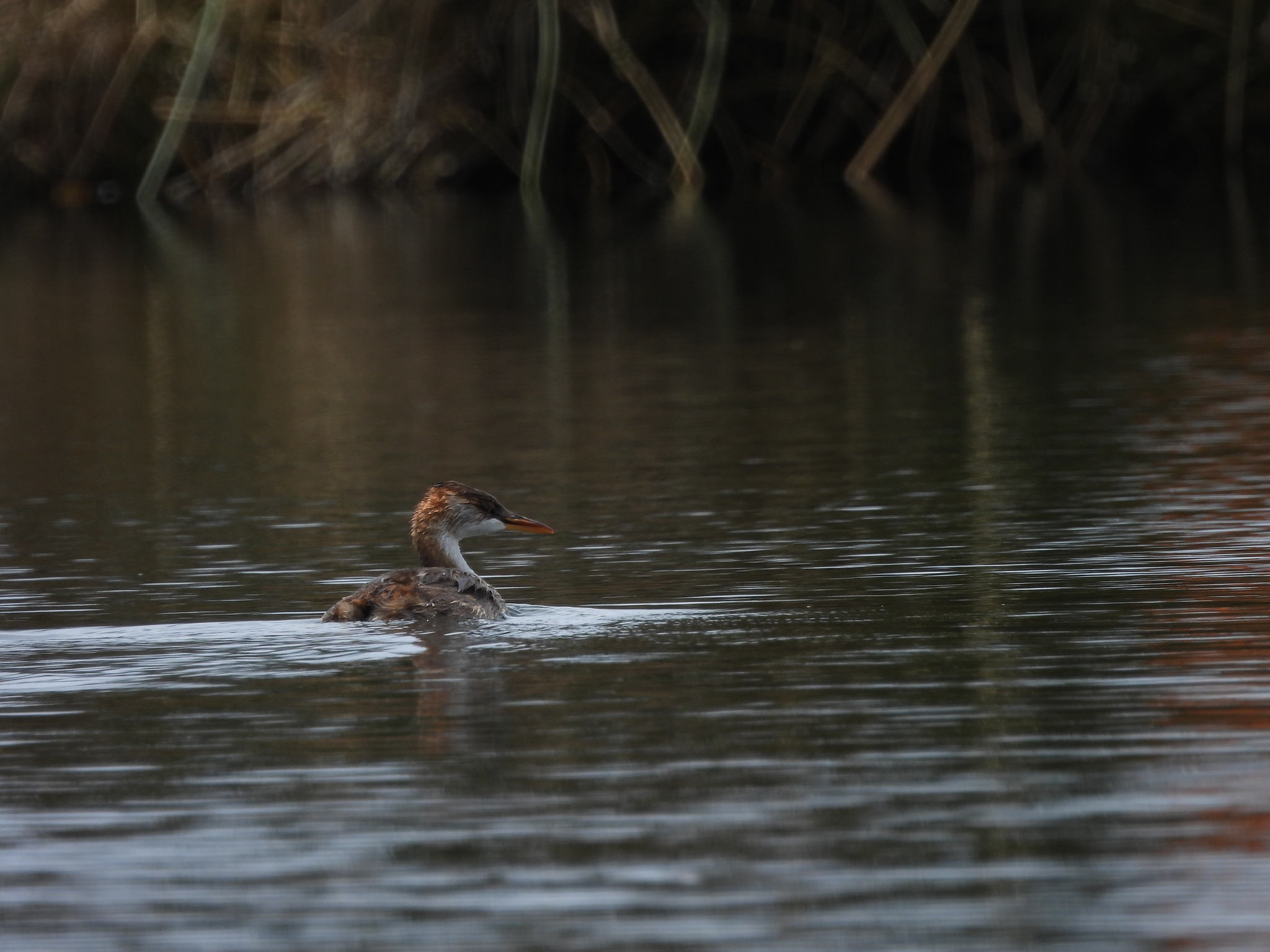 Titicaca Grebe (Rollandia microptera), photo 10
