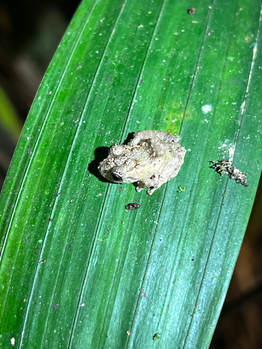 Santa Rosa Robber Frog, Pristimantis incomptus