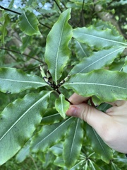 Pittosporum eugenioides