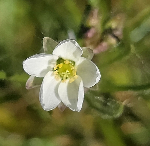 Spergula