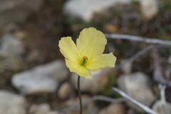 Papaver variegatum
