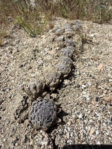 desert Christmas tree (Pholisma arenarium)
