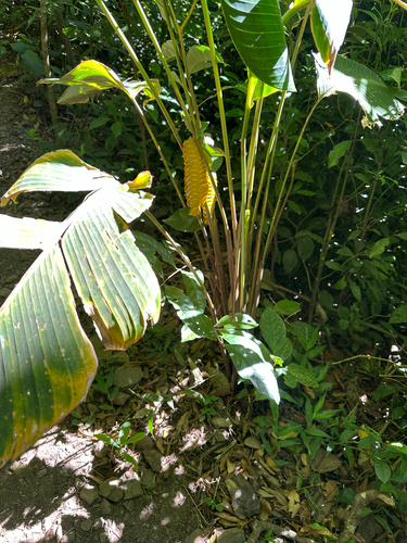 Rattlesnake Plant (Calathea crotalifera)