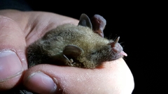 Leptonycteris nivalis