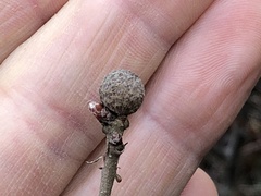 Andricus caliciformis