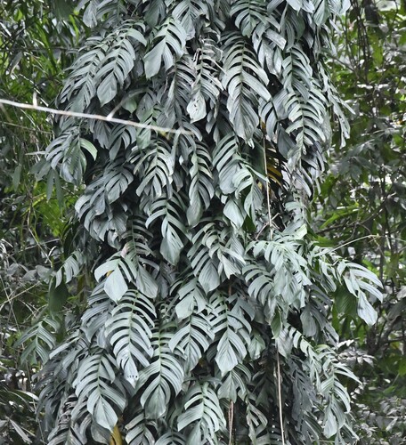 Rhaphidophora korthalsii, photograph 6