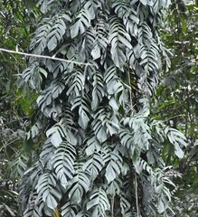 Rhaphidophora korthalsii, photograph (c) Zac Peterson, some rights reserved (CC BY)