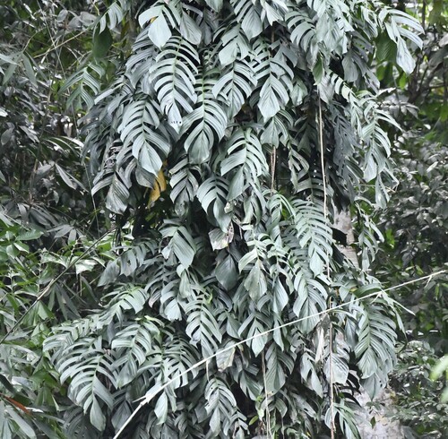 Rhaphidophora korthalsii, photograph 5