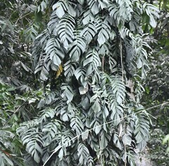 Rhaphidophora korthalsii, photograph (c) Zac Peterson, some rights reserved (CC BY)