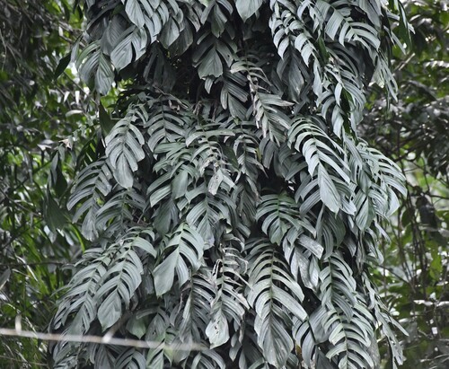 Rhaphidophora korthalsii iNat (2)