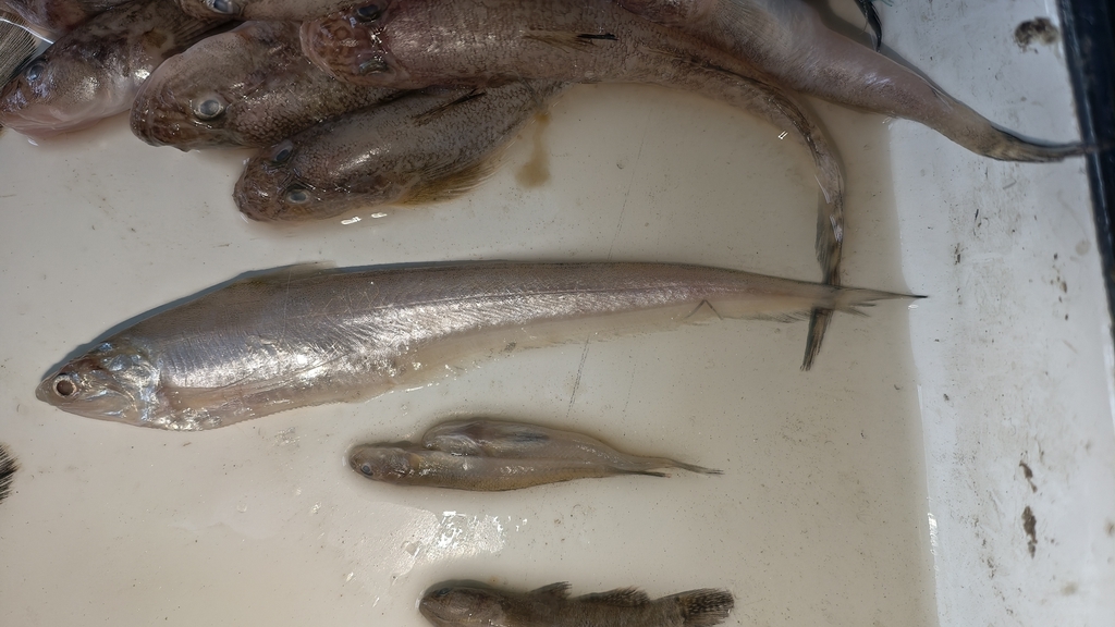 Anchovies (Coilia mystus) — Engraulidae