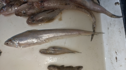 Anchovies (Coilia mystus) — Engraulidae