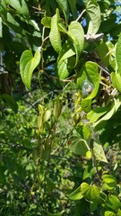 Dioscorea maciba image