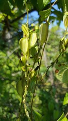 Dioscorea maciba image