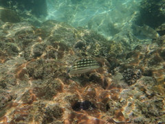 Lutjanus decussatus