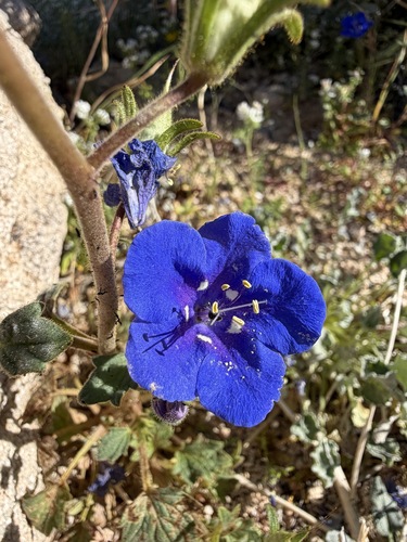 Phacelia nashiana, photograph 6