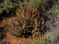 Tulista pumila