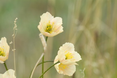Papaver variegatum