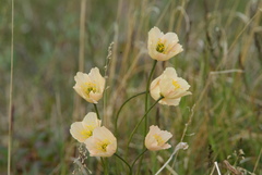 Papaver variegatum