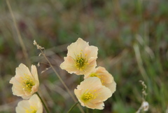 Papaver variegatum