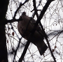Columba palumbus