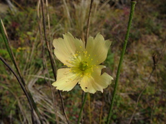 Papaver variegatum