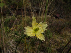 Papaver variegatum