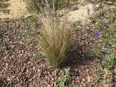 Nassella leucotricha