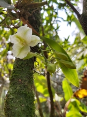 Rodriguezia granadensis