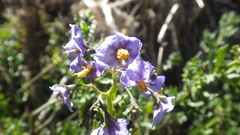 Solanum pinnatum