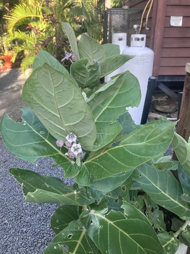 Calotropis gigantea observed 2026-03-24
