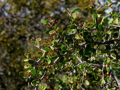 Gloveria integrifolia