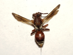 Nomada rubicunda