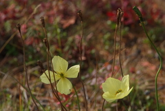Papaver variegatum