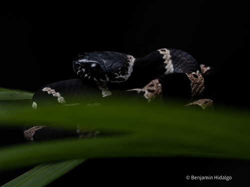 Klebba’s Snail-Eater, Dipsas klebbai
