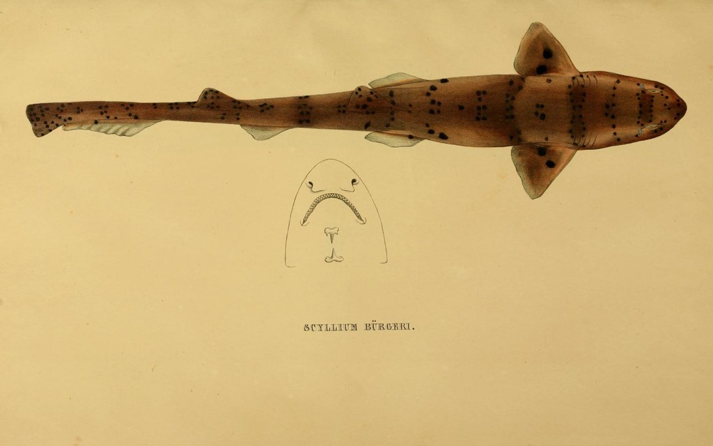 Blackspotted catshark
