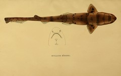 Blackspotted Catshark photo 2