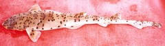 Blackspotted Catshark photo 4