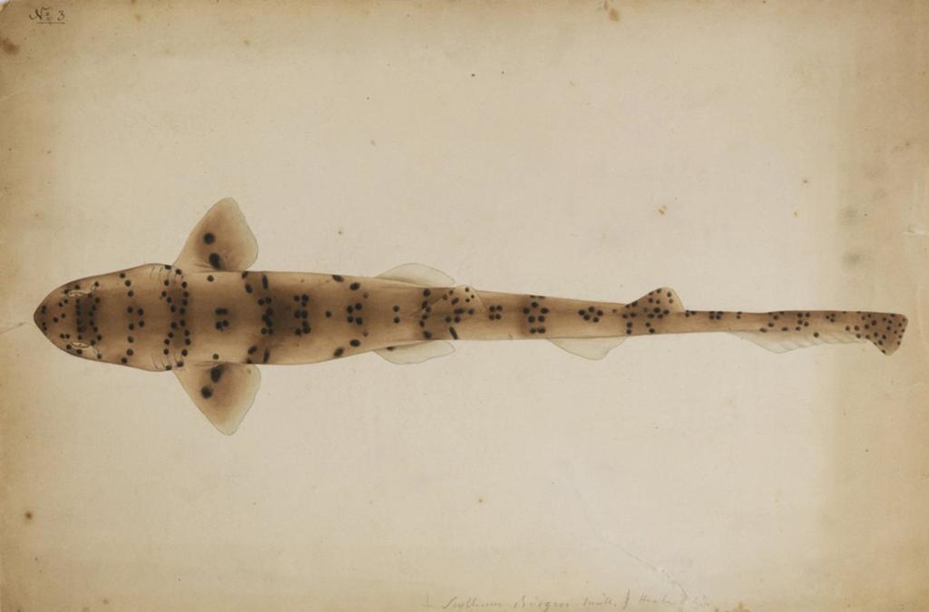 Blackspotted Catshark