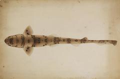 Blackspotted Catshark photo 1